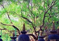 Peepal – a tree of life ! Peepal