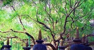 Peepal – a tree of life ! Peepal